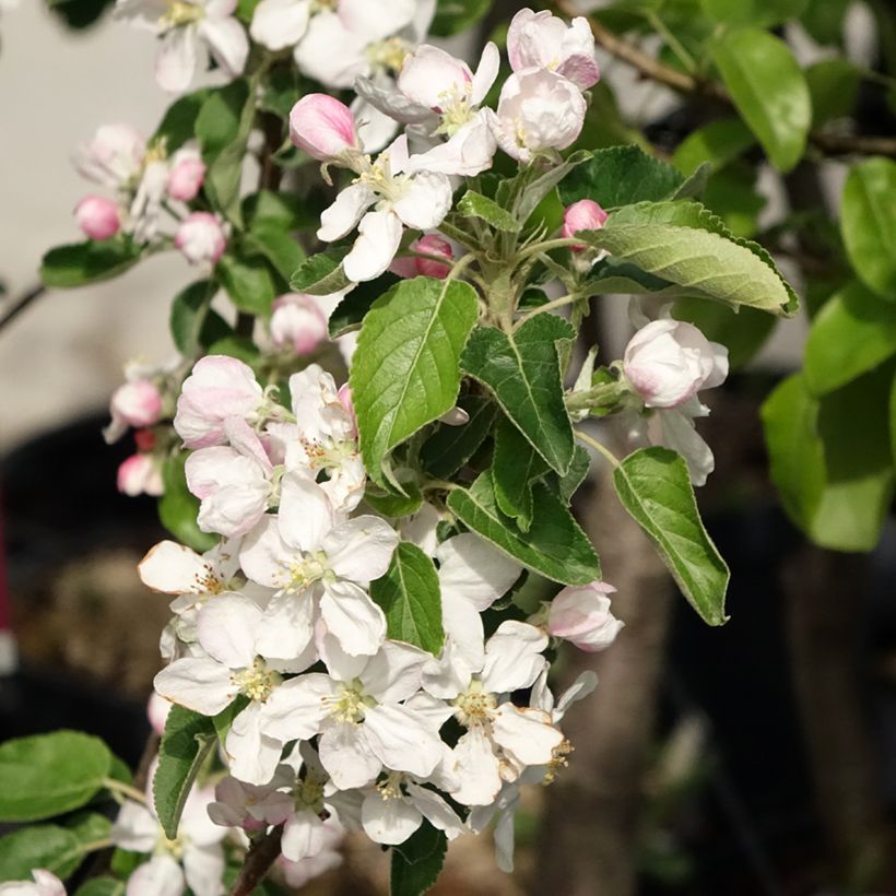 Apfelbaum Idared - Malus domestica (Blüte)