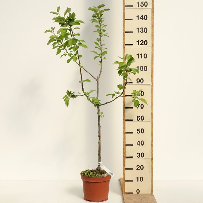 Exemplar von Apfelbaum Jacques Lebel - Malus domestica Topf mit 7,5L/10L, Gobelet-Form wie im Frühjahr geliefert