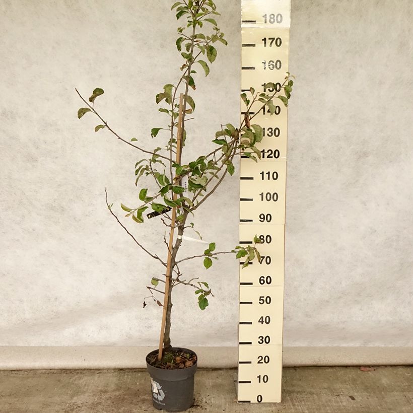 Exemplar von Apfelbaum Jonagold - Malus domestica Topf mit 7,5L/10L, Gobelet-Form wie im Sommer geliefert