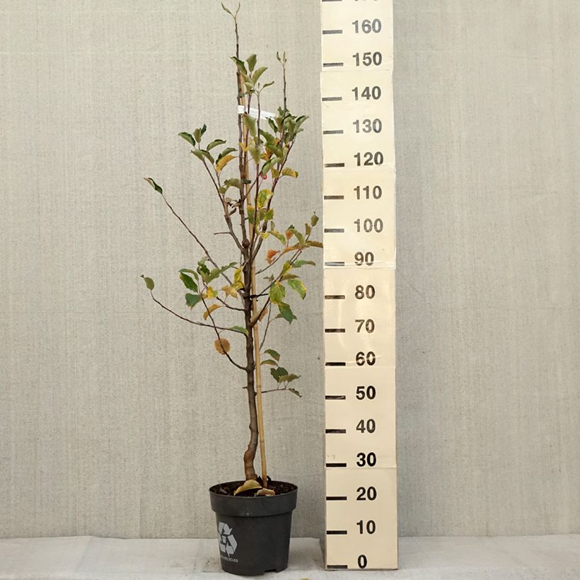 Exemplar von Zierapfel Karneval - Malus domestica Topf mit 7,5L/10L, Gobelet-Form wie im Herbst geliefert