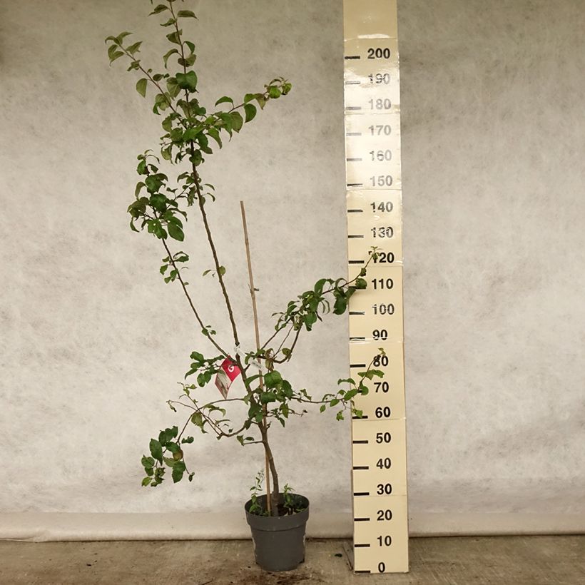 Exemplar von Apfelbaum Braeburn - Malus domestica Topf mit 7,5L/10L, Gobelet-Form wie im Sommer geliefert