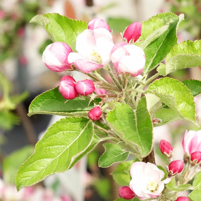 Apfelbaum Braeburn - Malus domestica (Blüte)