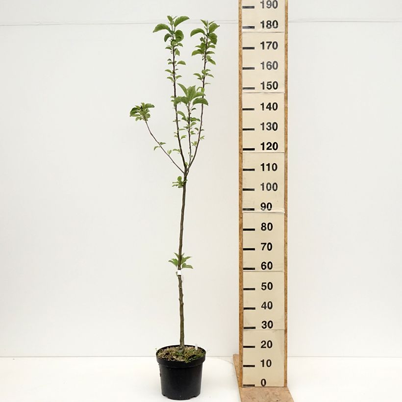 Exemplar von Apfelbaum Braeburn - Malus domestica Topf mit 7,5L/10L, Heister wie im Frühjahr geliefert