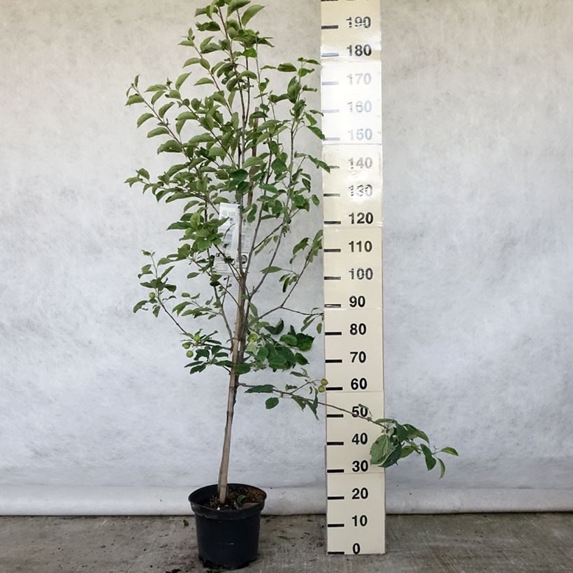 Exemplar von Apfelbaum Idared - Malus domestica Topf mit 7,5L/10L, Gobelet-Form wie im Sommer geliefert