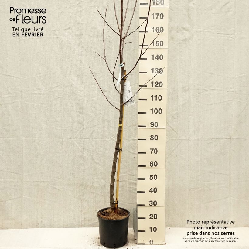Exemplar von Apfelbaum Reinette Blanche du Canada - Malus domestica Topf mit 7,5L/10L, Halbstamm wie im Winter geliefert