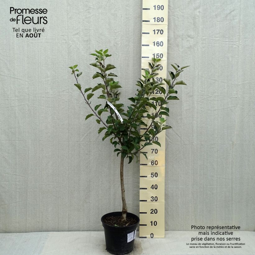 Exemplar von Apfelbaum Reinette Blanche du Canada - Malus domestica Topf mit 7,5L/10L, Gobelet-FormGelieferte Höhe ca. 140/160cm wie im Sommer geliefert
