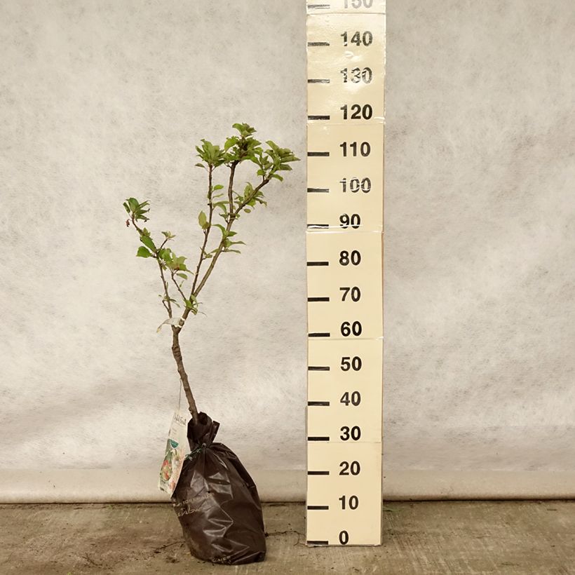 Exemplar von Zwergapfelbaum Croquella delgrina - Malus domestica Plug "Fertig-zum-Pflanzen", 1/4 StängelGelieferte Höhe ca. 100/+cm wie im Sommer geliefert
