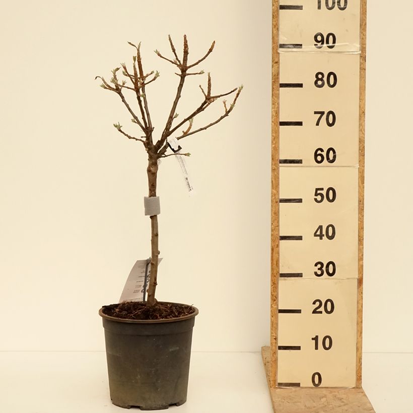 Exemplar von Zwergapfelbaum Delicado - Malus domestica Topf mit 7,5L/10LGelieferte Höhe ca. 60/80cm wie im Frühjahr geliefert