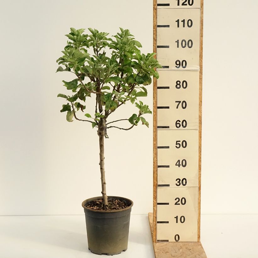 Exemplar von Zwergapfelbaum Delicado - Malus domestica Topf mit 7,5L/10L wie im Sommer geliefert