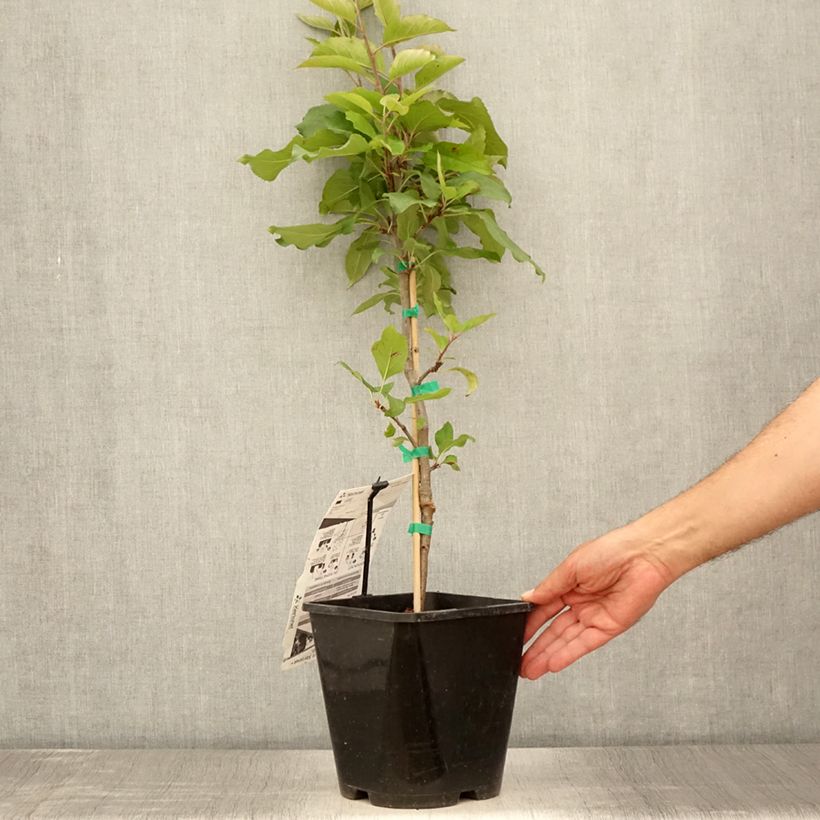 Exemplar von Zwergapfelbaum Fruit Me Apple Me Red Gala - Malus domestica Topf mit 4L/5L, Zwergform wie im Sommer geliefert