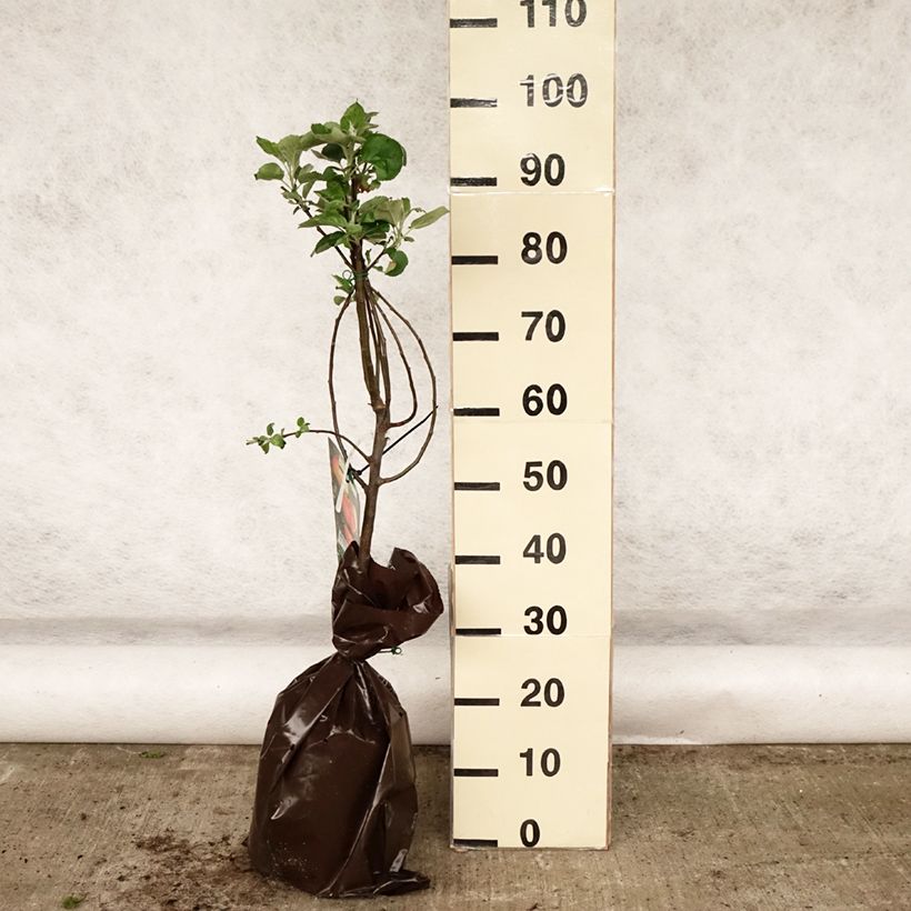 Exemplar von Apfelbaum Rambour d'Hiver - Malus domestica Plug "Fertig-zum-Pflanzen", Gobelet-FormGelieferte Höhe ca. 90/+cm wie im Frühjahr geliefert