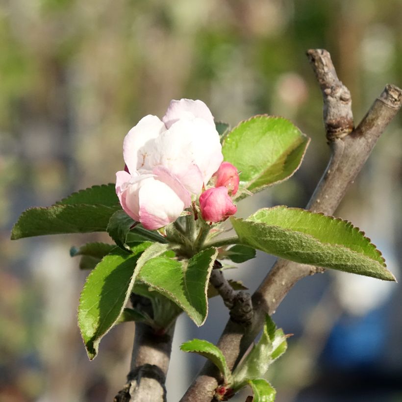 Apfelbaum Reinette Blanche du Canada - Malus domestica (Blüte)