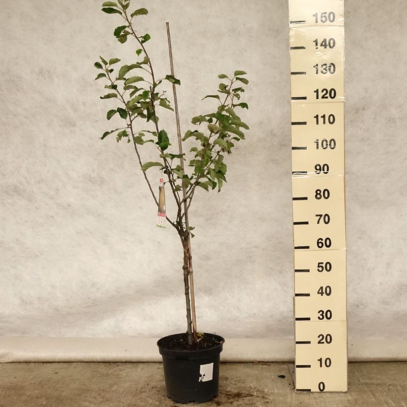 Exemplar von Apfelbaum Reinette de Brive - Malus domestica Topf mit 7,5L/10L, Gobelet-FormGelieferte Höhe ca. 140/160cm wie im Sommer geliefert