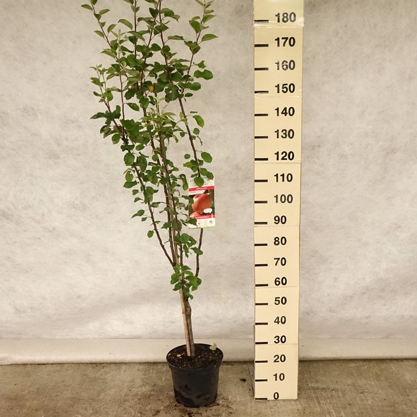 Exemplar von Apfelbaum Reinette de Caux - Malus domestica Topf mit 7,5L/10L, Gobelet-Form wie im Sommer geliefert