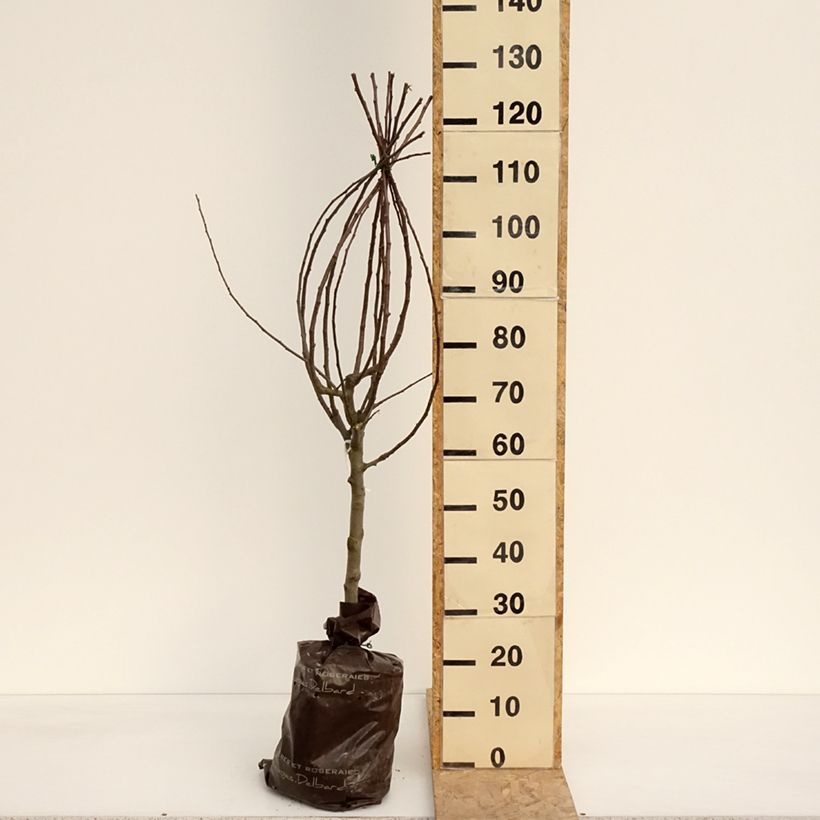 Exemplar von Apfelbaum Royale Delbard delfloga - Malus domestica Plug "Fertig-zum-Pflanzen", Gobelet-FormGelieferte Höhe ca. 100/+cm wie im Frühjahr geliefert