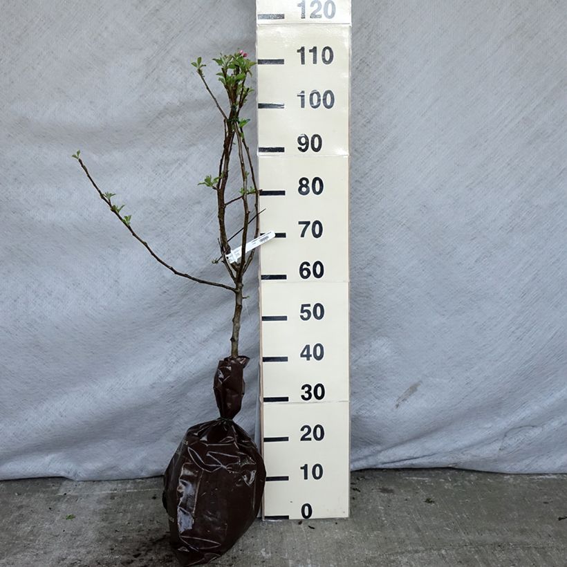 Exemplar von Apfelbaum Tentation - Malus domestica Plug "Fertig-zum-Pflanzen", Gobelet-FormGelieferte Höhe ca. 110/+cm wie im Frühjahr geliefert