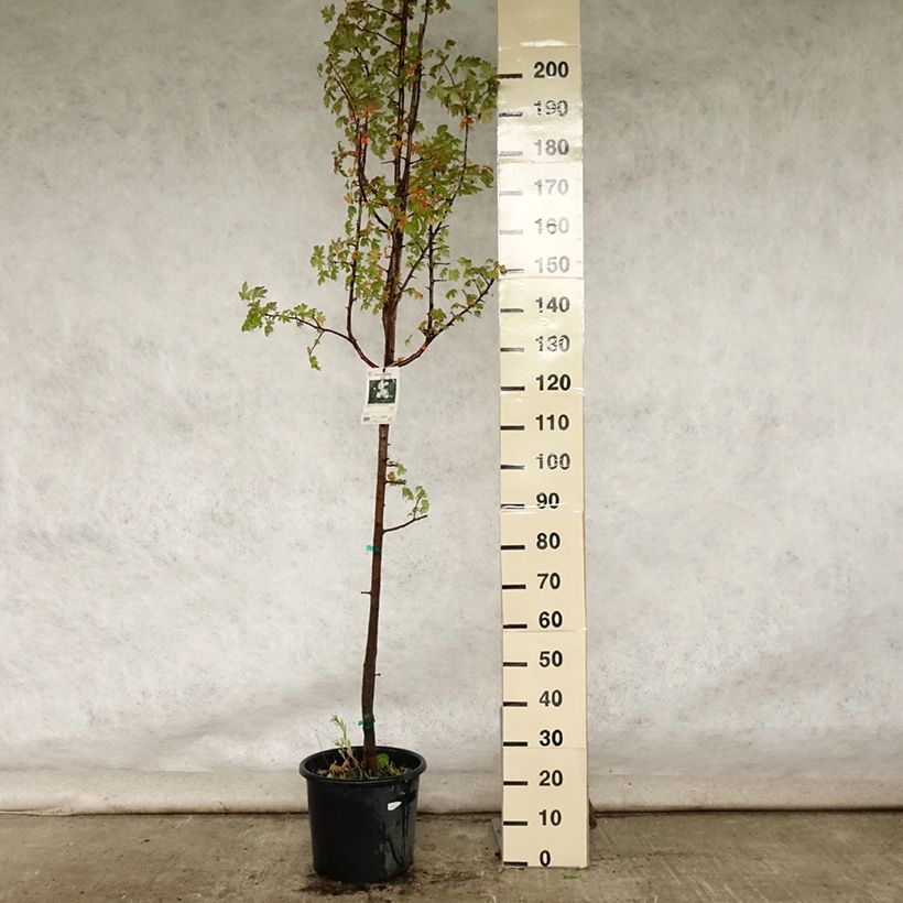 Exemplar von Dreilappiger Apfel - Malus trilobata Topf mit 12L/15L wie im Sommer geliefert