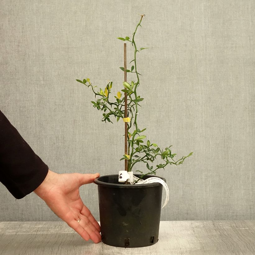 Exemplar von Dreiblättrige Orange Flying Dragon - Poncirus trifoliata Topf mit 2L/3L wie im Herbst geliefert