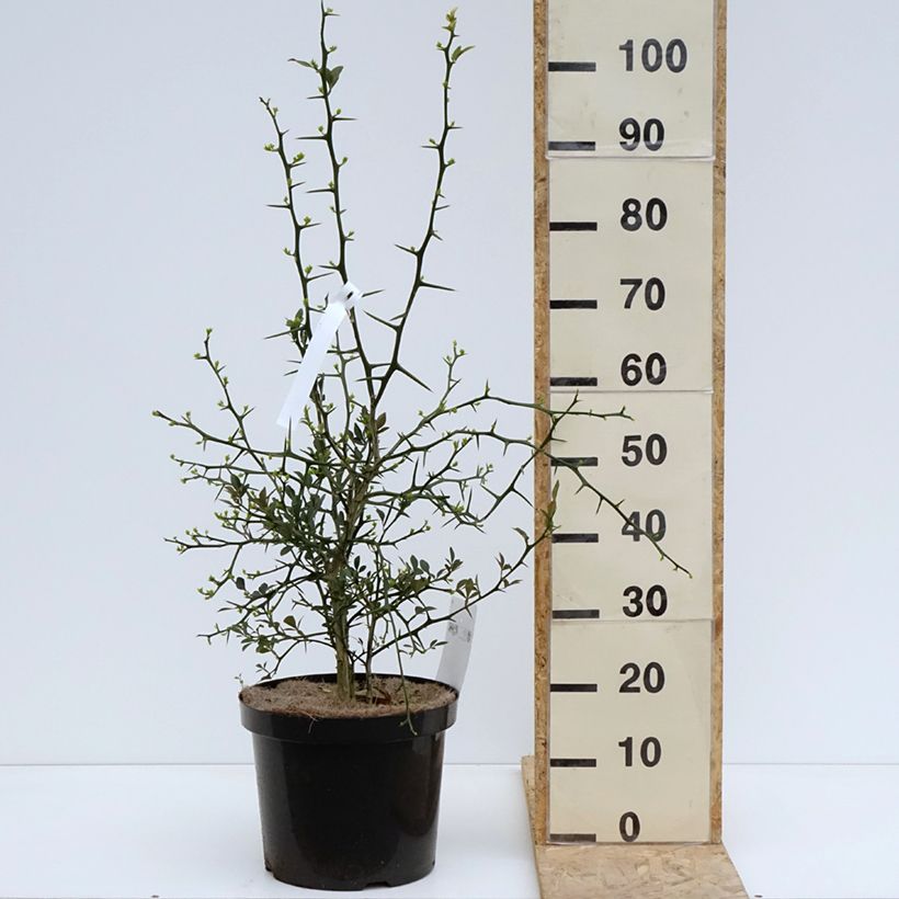 Exemplar von Dreiblättrige Orange Flying Dragon - Poncirus trifoliata Topf mit 3L/4LGelieferte Höhe ca. 30/40cm wie im Frühjahr geliefert