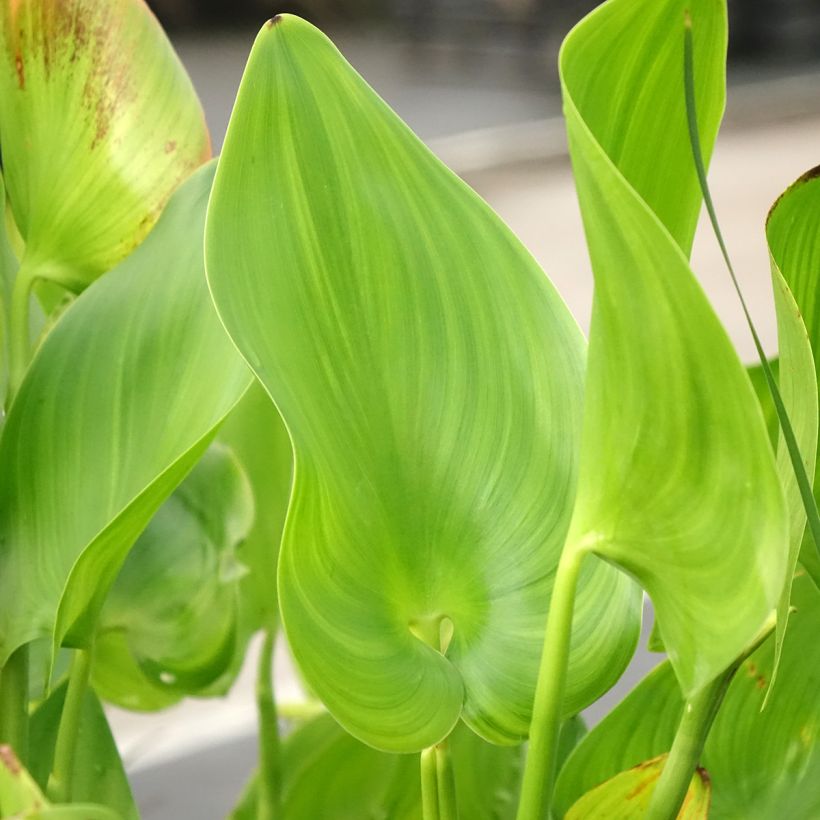 Pontederia cordata Pink Pons - Hechtkraut (Laub)