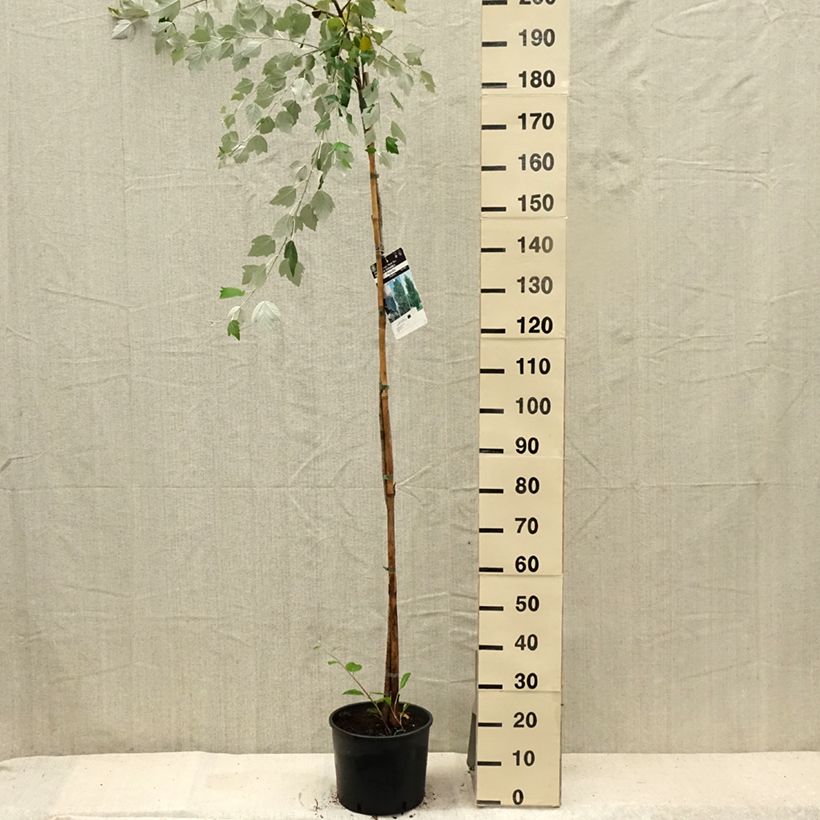 Exemplar von Silber-Pappel - Populus alba Topf mit 7,5L/10L wie im Sommer geliefert