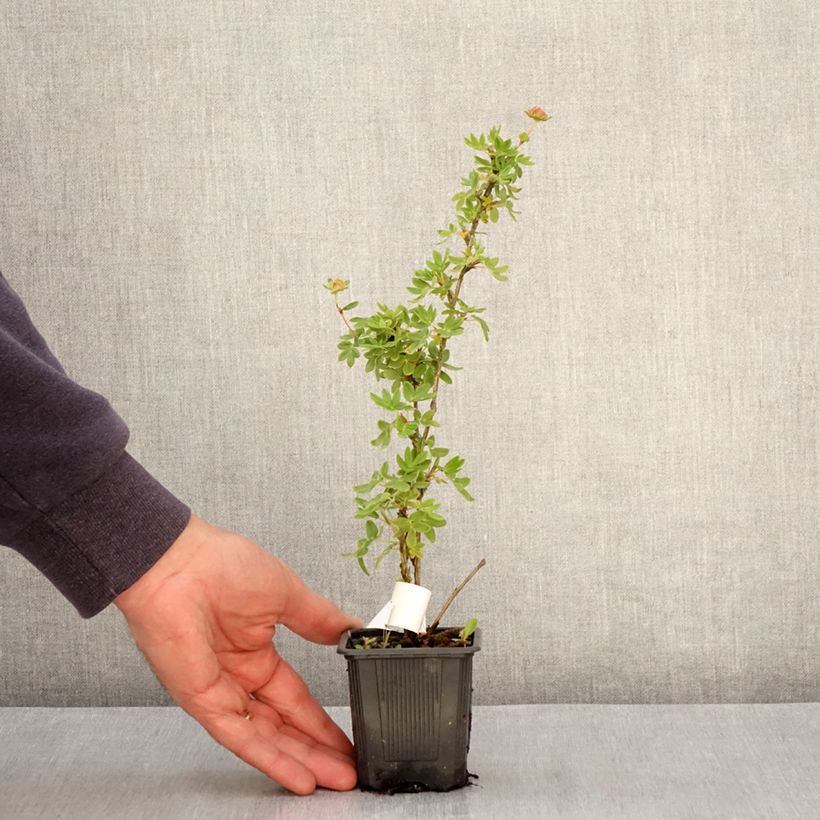 Exemplar von Fingerstrauch Creme brulée - Potentilla fruticosa Kleine Töpfe von 8/9 cm wie im Frühjahr geliefert