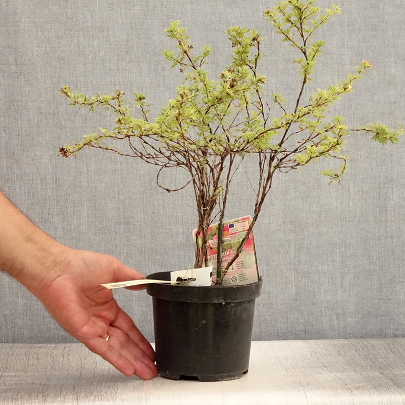 Exemplar von Fingerstrauch Danny Boy - Potentilla fruticosa Topf mit 2L/3L wie im Sommer geliefert
