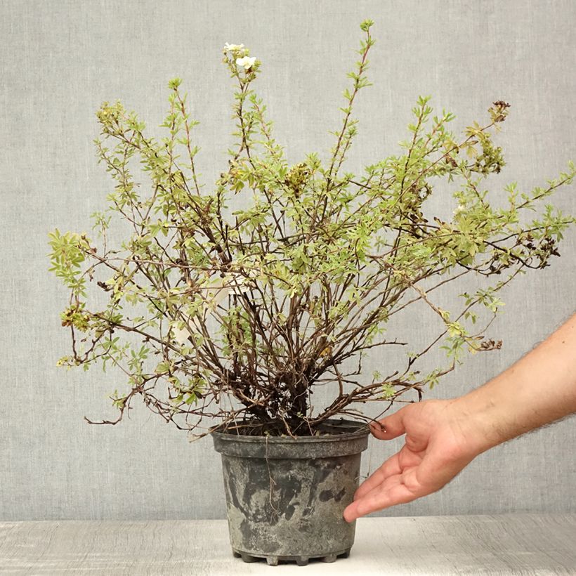 Exemplar von Fingerstrauch Double Punch Pastel - Potentilla fruticosa Topf mit 3L/4L wie im Sommer geliefert