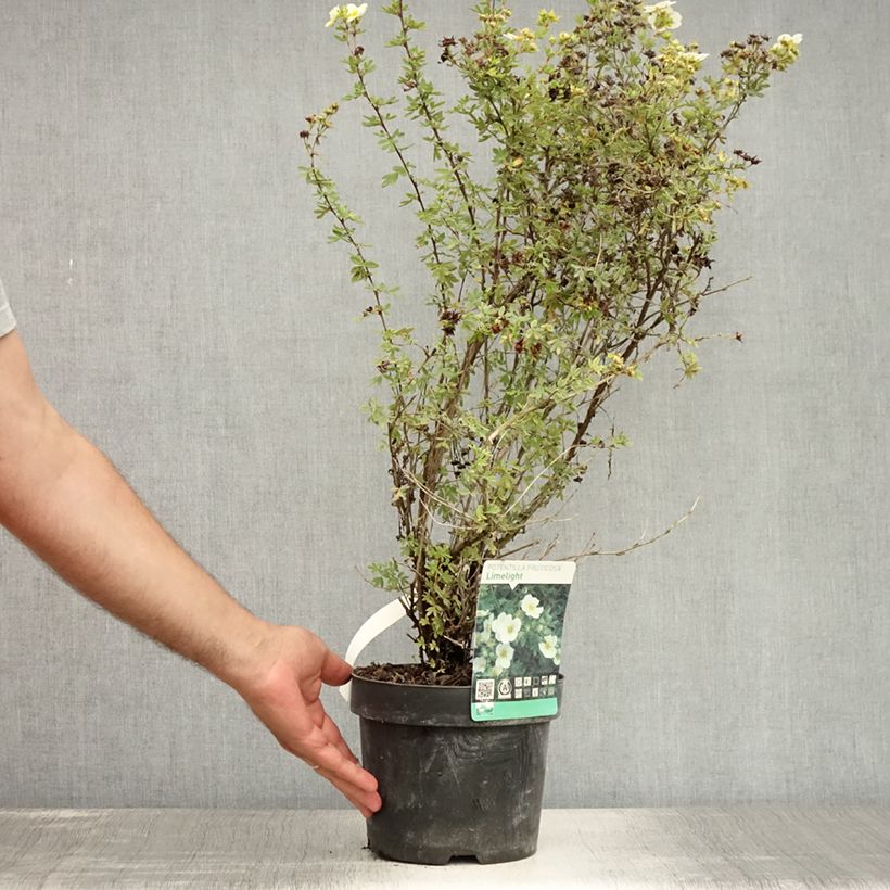 Exemplar von Fingerstrauch Limelight - Potentilla fruticosa Topf mit 3L/4L wie im Sommer geliefert