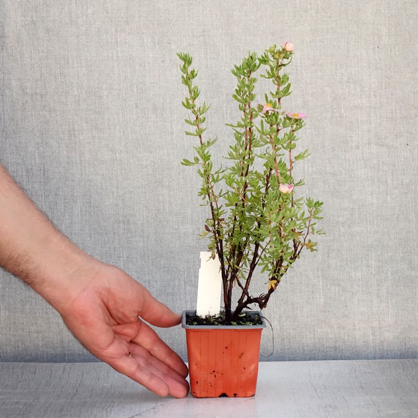 Exemplar von Fingerstrauch Pink Paradise - Potentilla fruticosa Kleine Töpfe von 8/9 cm wie im Sommer geliefert