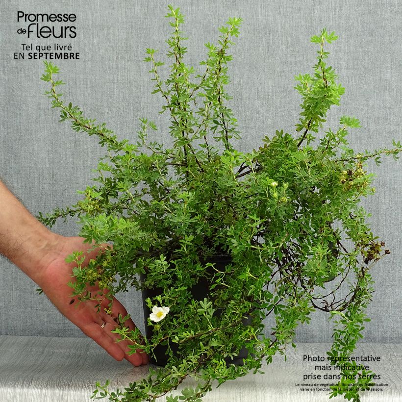 Exemplar von Fingerstrauch Princess Pink Queen - Potentilla fruticosa Topf mit 2L/3L wie im Sommer geliefert