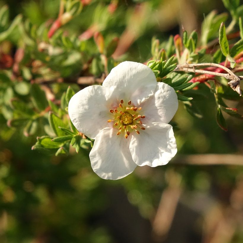 Fingerstrauch Princess Pink Queen - Potentilla fruticosa (Blüte)