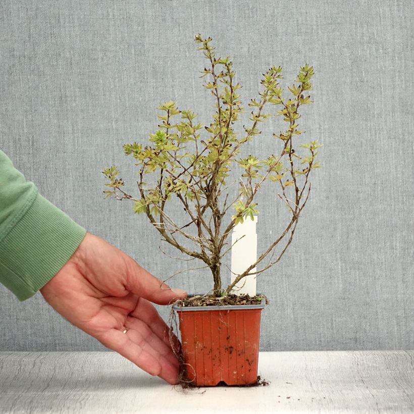 Exemplar von Fingerstrauch Bella Apple - Potentilla fruticosa Kleine Töpfe von 8/9 cm wie im Sommer geliefert