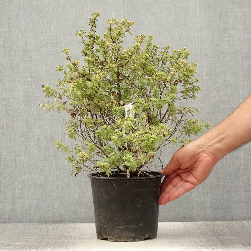 Exemplar von Fingerstrauch Bella Apple - Potentilla fruticosa Topf mit 3L/4L wie im Sommer geliefert
