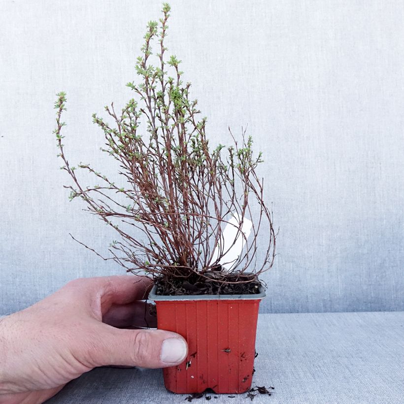Exemplar von Fingerstrauch Bella Lindsey - Potentilla fruticosa Kleine Töpfe von 8/9 cm wie im Frühjahr geliefert
