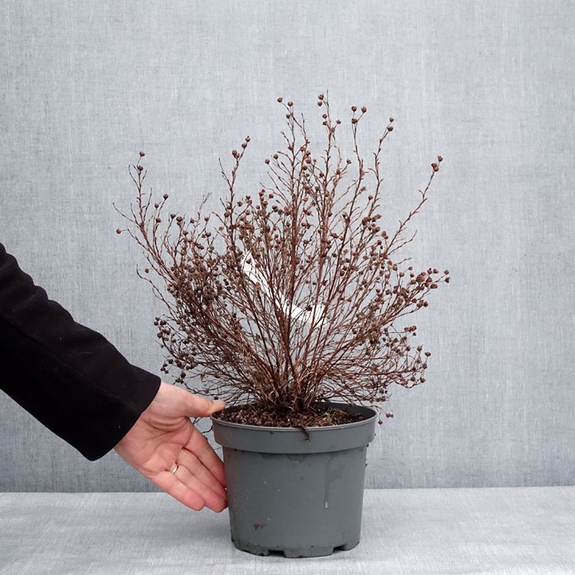 Exemplar von Fingerstrauch Bella Lindsey - Potentilla fruticosa Topf mit 2L/3L wie im Winter geliefert