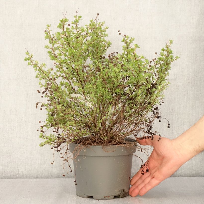 Exemplar von Fingerstrauch Bella Lindsey - Potentilla fruticosa Topf mit 3L/4L wie im Frühjahr geliefert