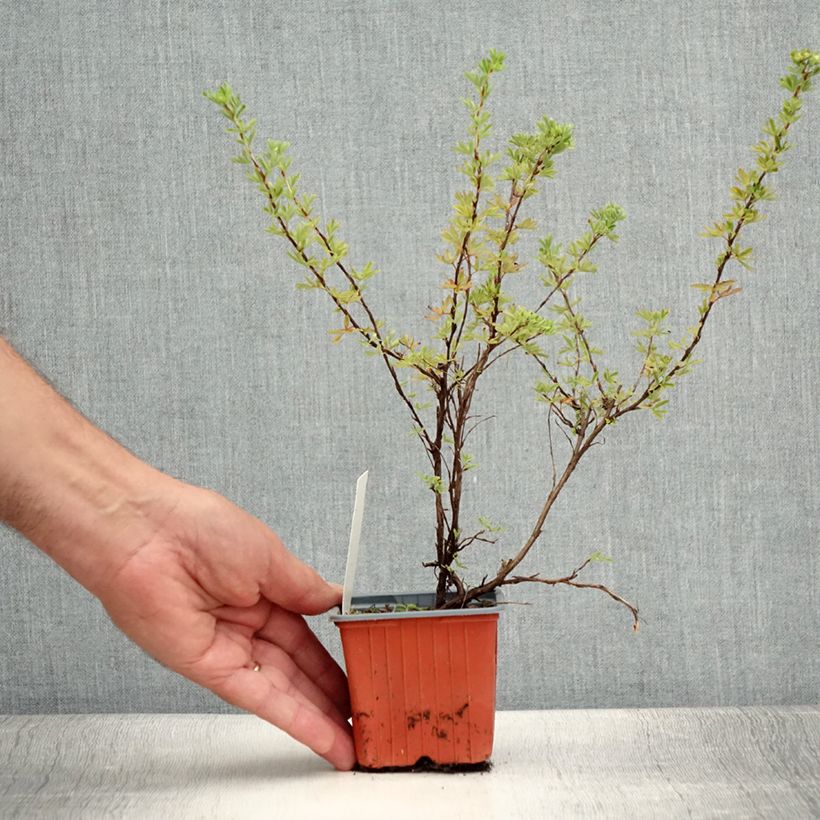 Exemplar von Fingerstrauch Hopley's Orange - Potentilla fruticosa Kleine Töpfe von 8/9 cm wie im Sommer geliefert