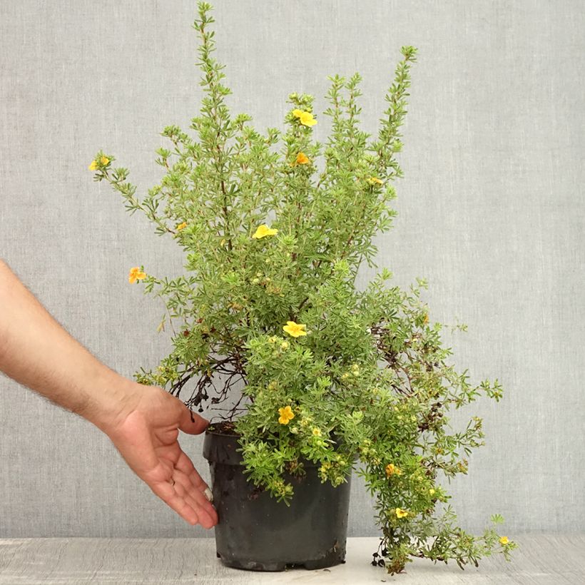Exemplar von Fingerstrauch Hopley's Orange - Potentilla fruticosa Topf mit 3L/4L wie im Sommer geliefert
