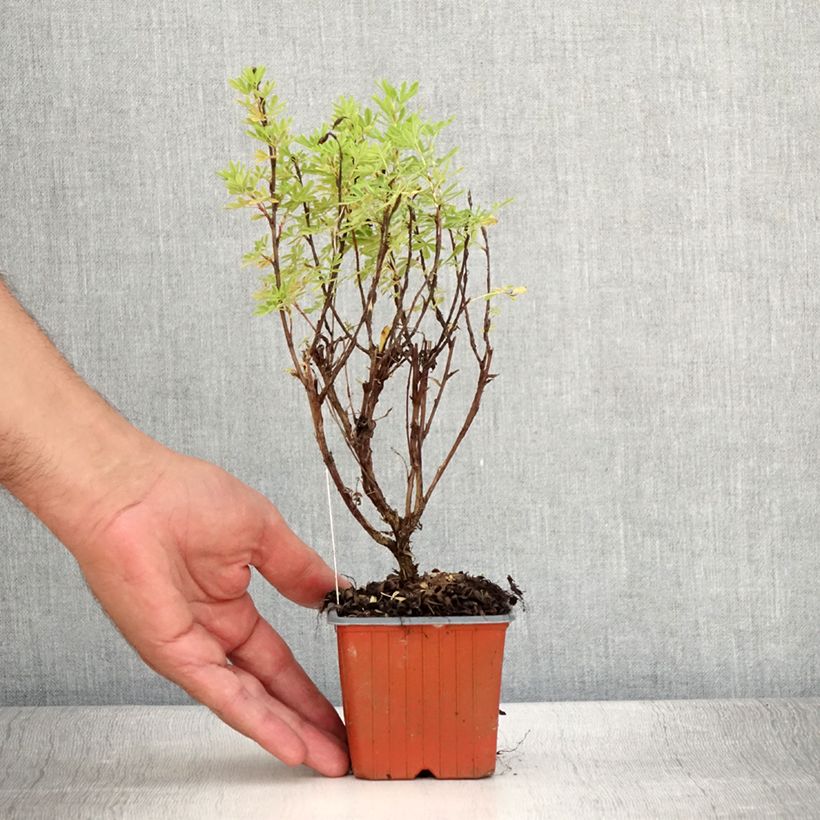 Exemplar von Fingerstrauch Marmalade - Potentilla fruticosa Kleine Töpfe von 8/9 cm wie im Sommer geliefert
