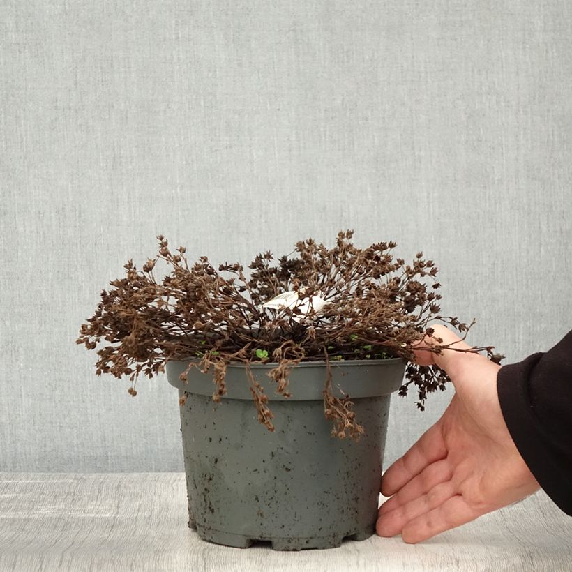 Exemplar von Fingerstrauch Bella Bianca - Potentilla fruticosa Topf mit 2L/3L wie im Herbst geliefert