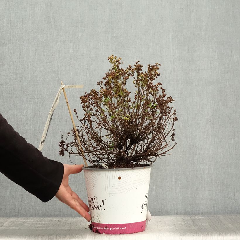 Exemplar von Fingerstrauch Double Punch Peach - Potentilla fruticosa Topf mit 4L/5L wie im Herbst geliefert