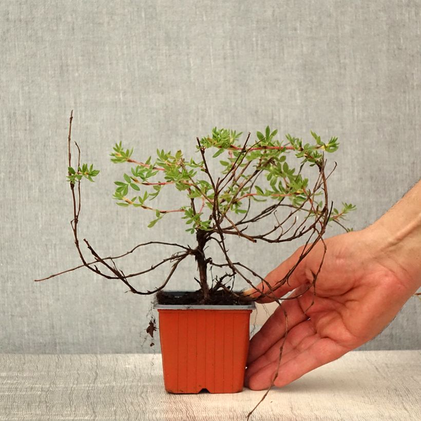 Exemplar von Fingerstrauch Elizabeth - Potentilla fruticosa Kleine Töpfe von 8/9 cm wie im Frühjahr geliefert