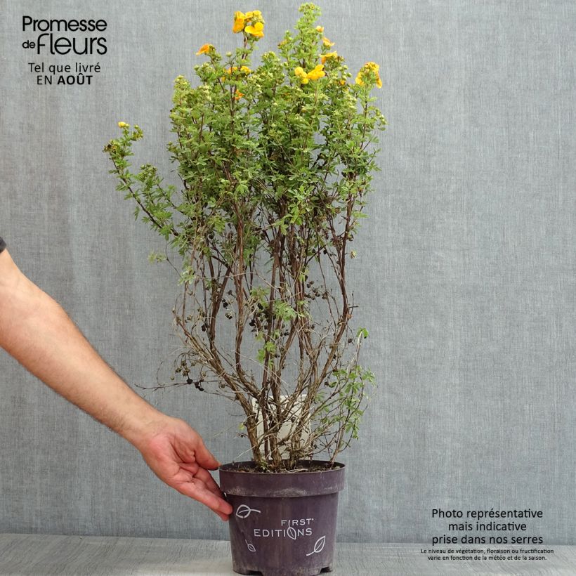 Exemplar von Fingerstrauch Mandarin Tango - Potentilla fruticosa Topf mit 2L/3L wie im Sommer geliefert