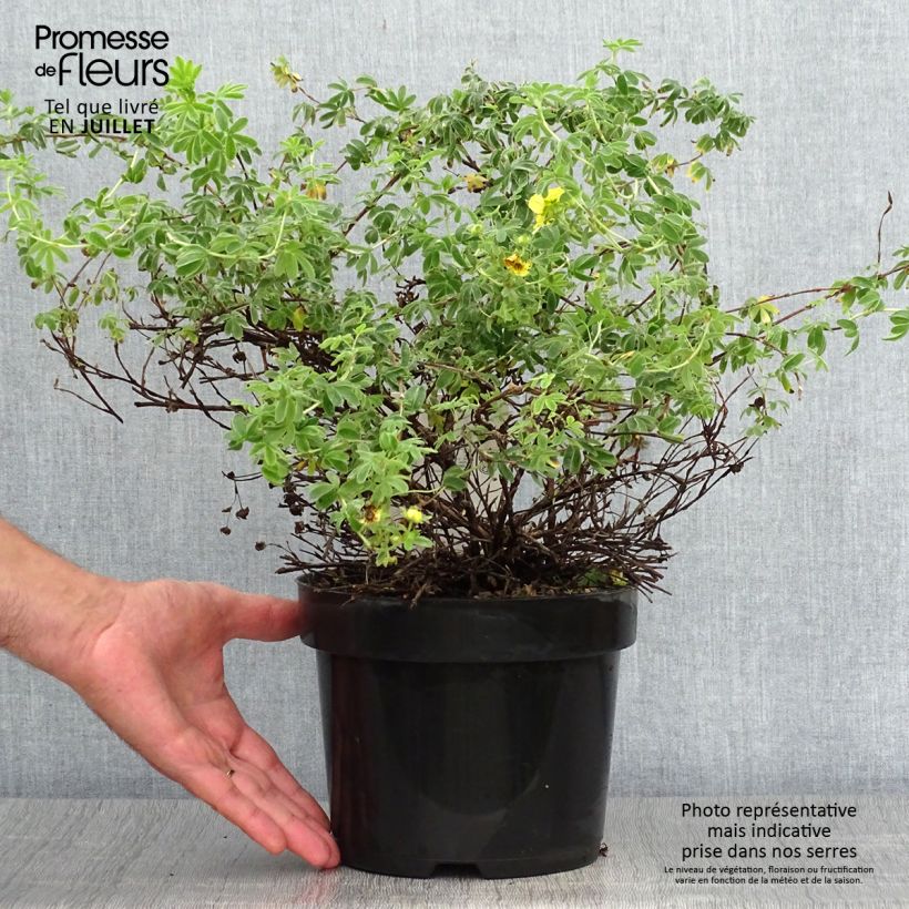 Exemplar von Fingerstrauch Medicine Wheel Mountain - Potentilla fruticosa Topf mit 2L/3L wie im Sommer geliefert
