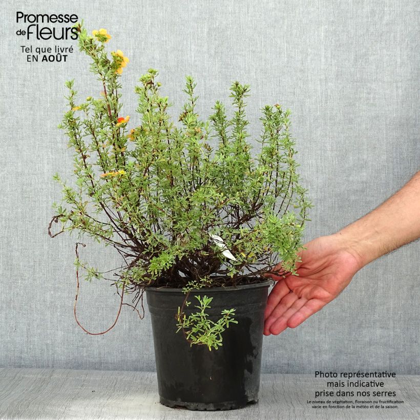 Exemplar von Fingerstrauch Orangissima - Potentilla fruticosa Topf mit 4L/5L wie im Sommer geliefert