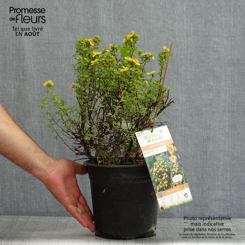 Exemplar von Fingerstrauch Solar'issima - Potentilla fruticosa Topf mit 4L/5L wie im Sommer geliefert