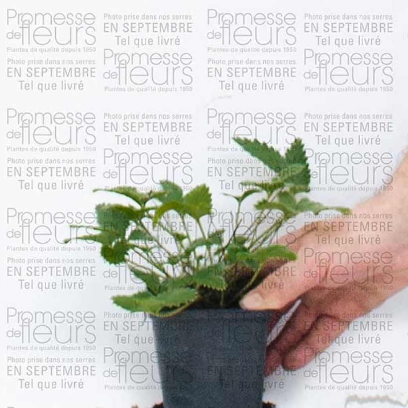 Beispiel eines Exemplars von Potentilla Yellow Queen - Fingerkraut Kleine Töpfe von 8/9 cm wie geliefert