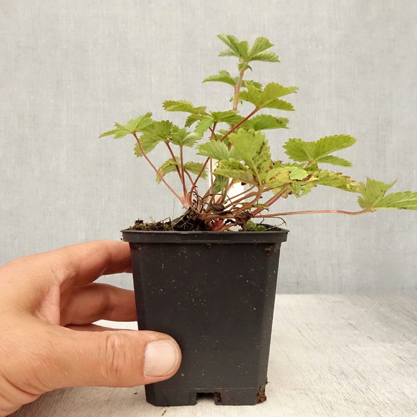 Exemplar von Potentilla Gibson s Scarlet - Blutrotes Fingerkraut Kleine Töpfe von 8/9 cm wie im Sommer geliefert