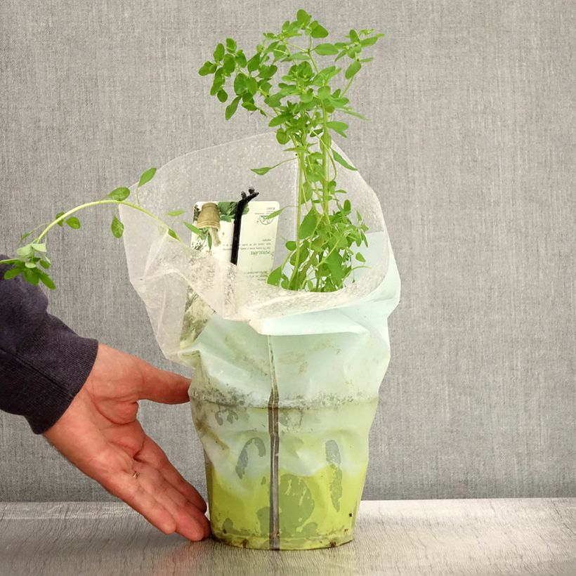 Exemplar von Portulak - Portulaca oleracea Topf mit 1,5L/2L wie im Herbst geliefert